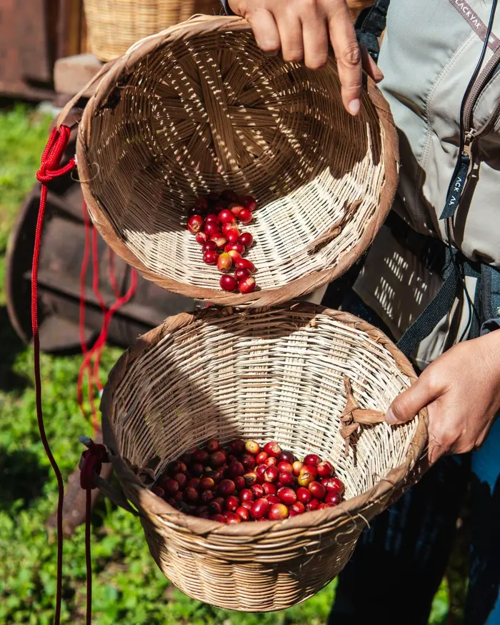 Cerezas de café recién cortadas